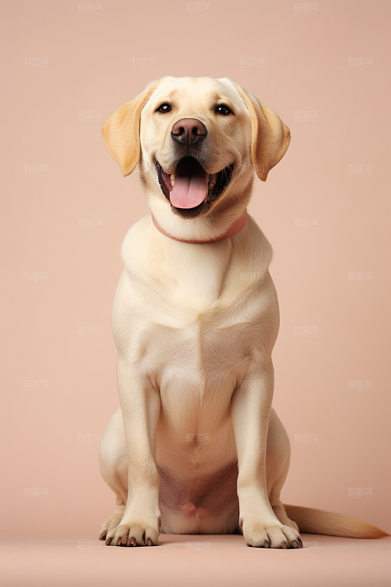 拉布拉多形象导盲犬摄影图