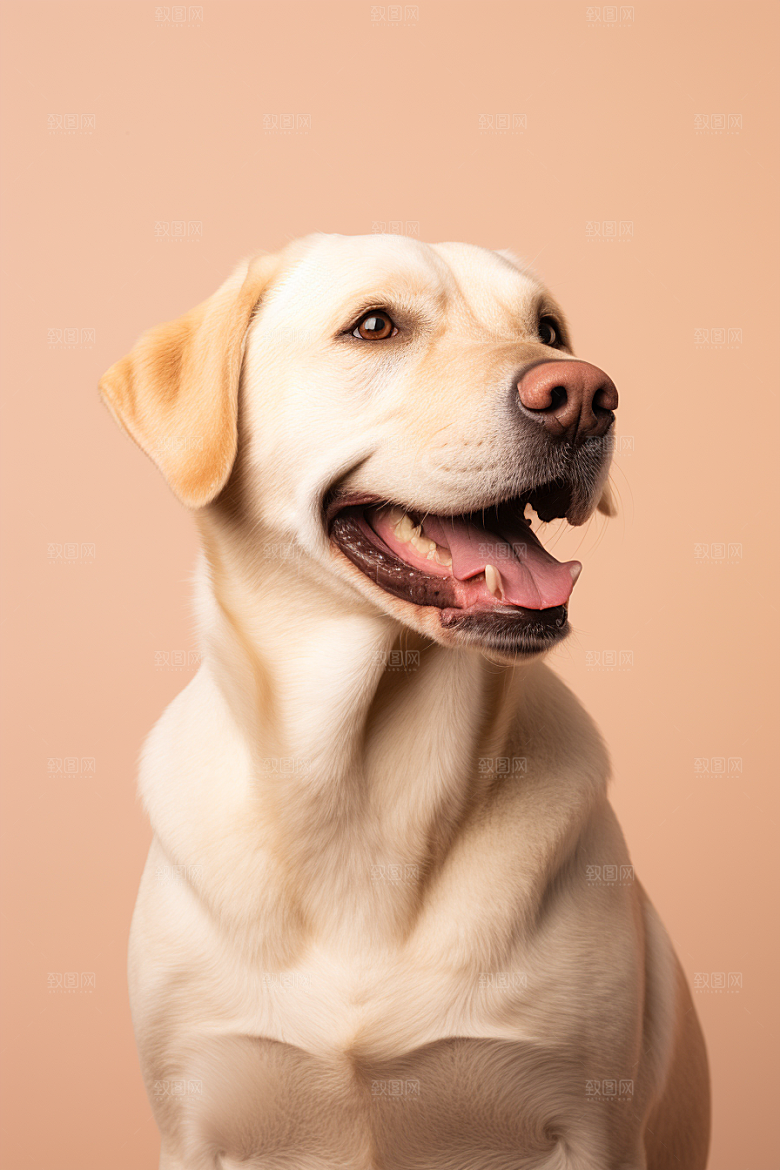 拉布拉多形象导盲犬摄影图