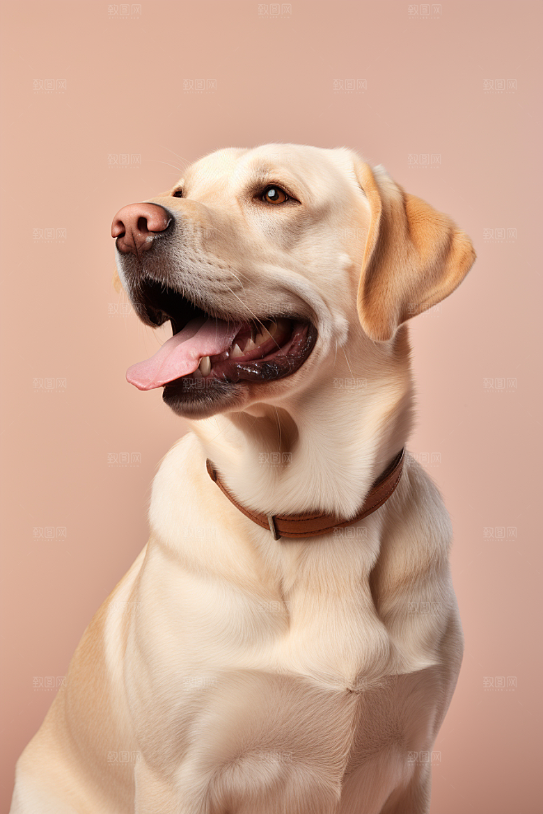 拉布拉多导盲犬品种狗摄影图