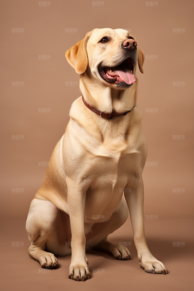 拉布拉多导盲犬写真摄影图