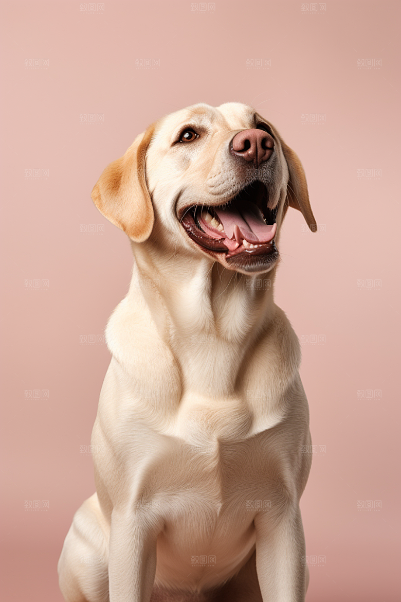 拉布拉多导盲犬动物摄影图