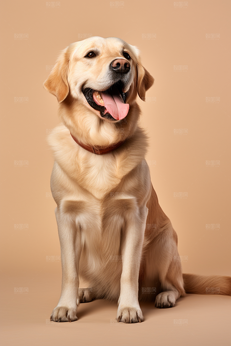 拉布拉多肖像导盲犬摄影图