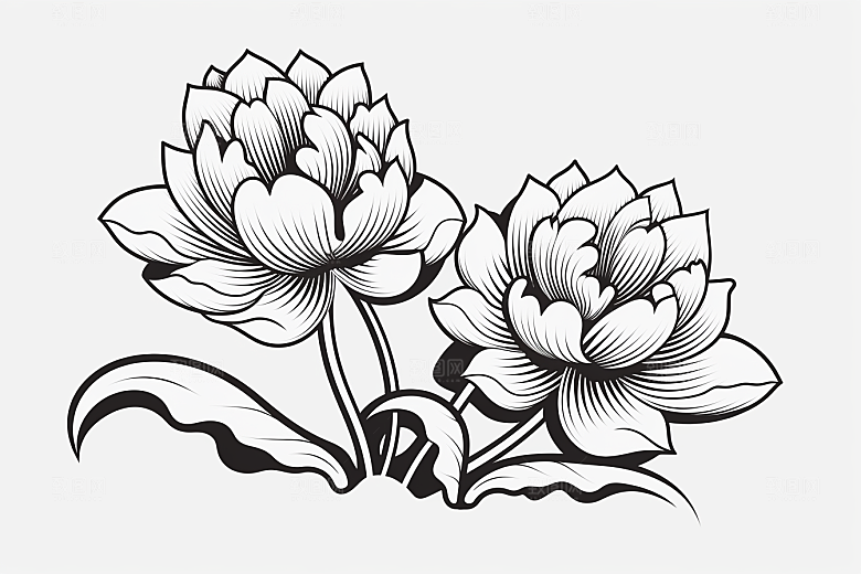 素描荷花池塘莲花工笔画插画