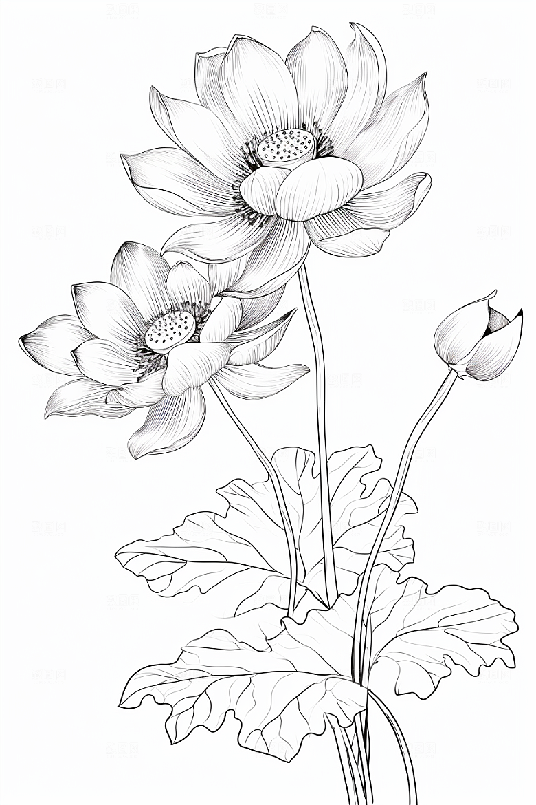 素描荷花池塘工笔画锦鲤戏水插画