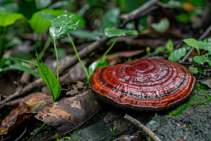 灵芝安神真菌摄影图