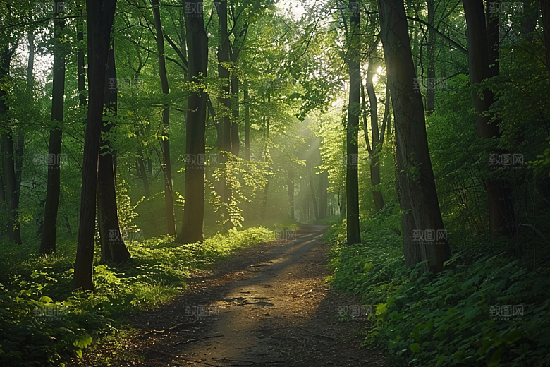 林荫小路旅行旅游摄影图