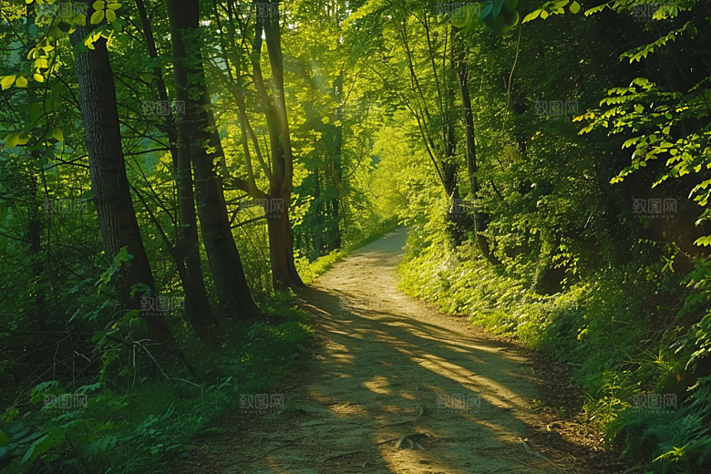 林荫小路旅游旅行摄影图