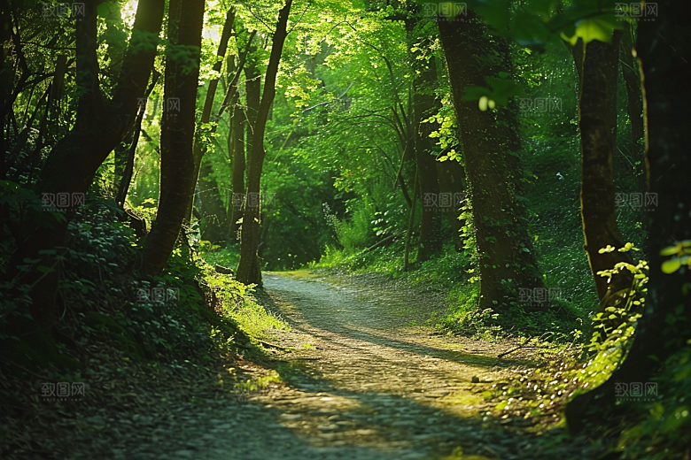 林荫小路高清山林摄影图