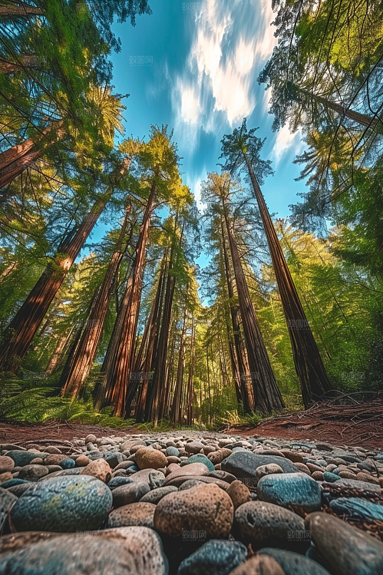 林荫小路野营山林摄影图