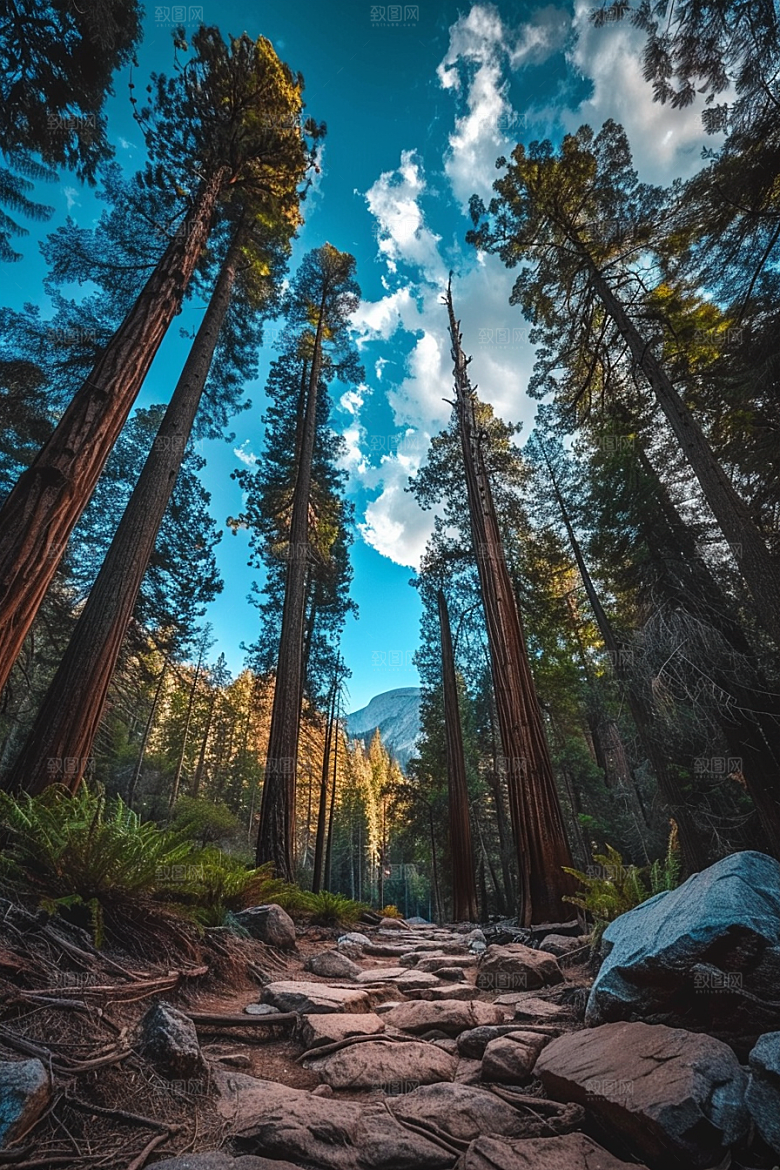 林荫小路旅游林间摄影图