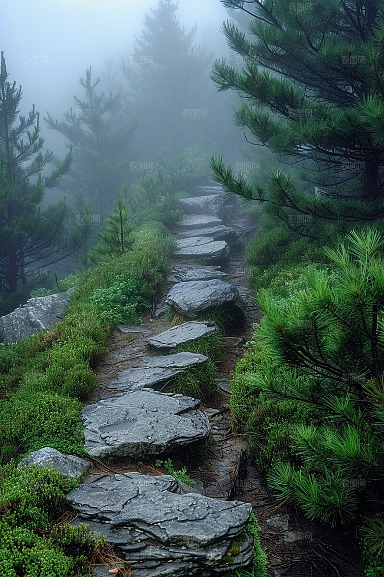 林荫小路露营山林摄影图