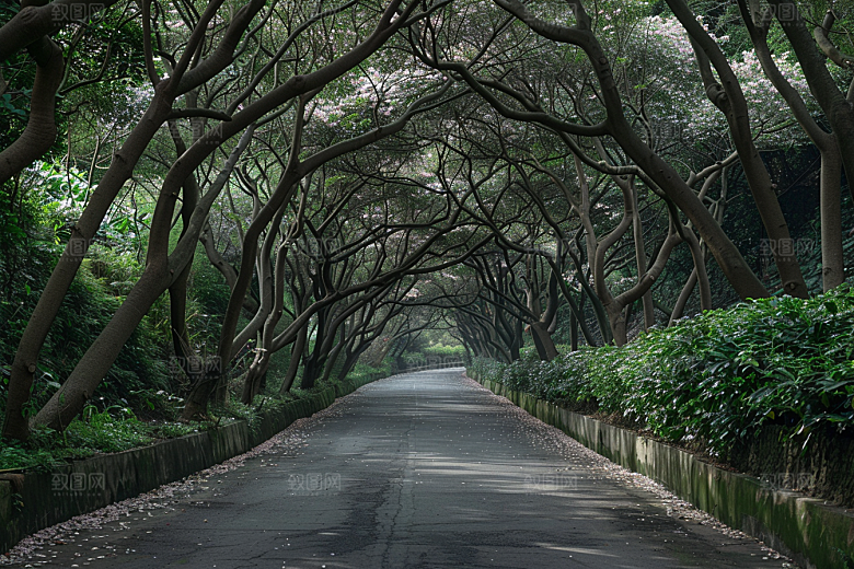 林荫小路山林林间摄影图