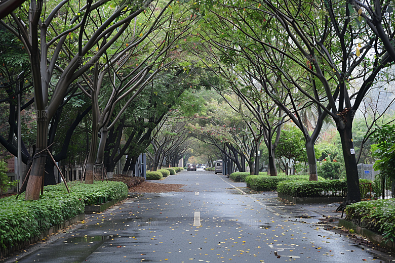 林荫小路旅游山林摄影图