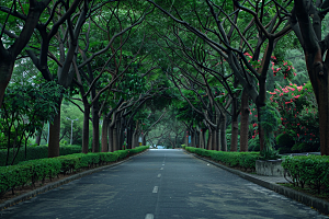 林荫小路高清露营摄影图