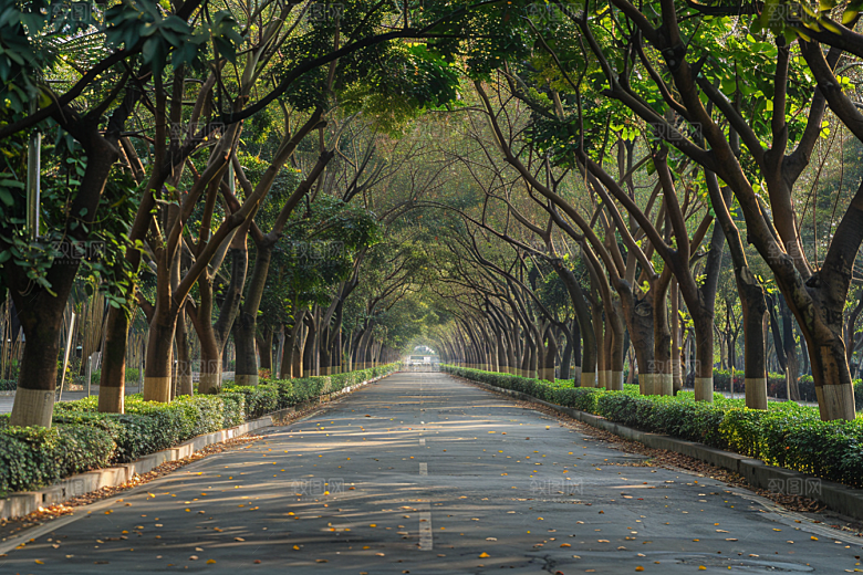 林荫小路户外植物摄影图