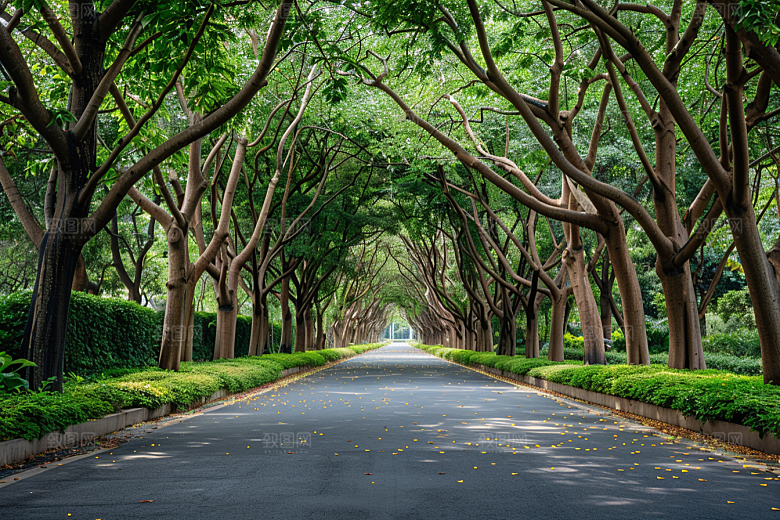 林荫小路户外植物摄影图