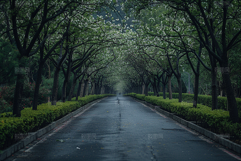 林荫小路植物露营摄影图