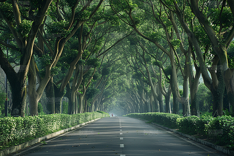 林荫小路植物空气清新摄影图