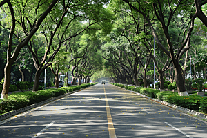 林荫小路旅游户外摄影图