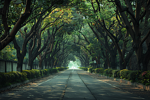 林荫小路野营自然摄影图