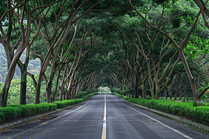 林荫小路高清旅行摄影图