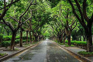 林荫小路山林植物摄影图