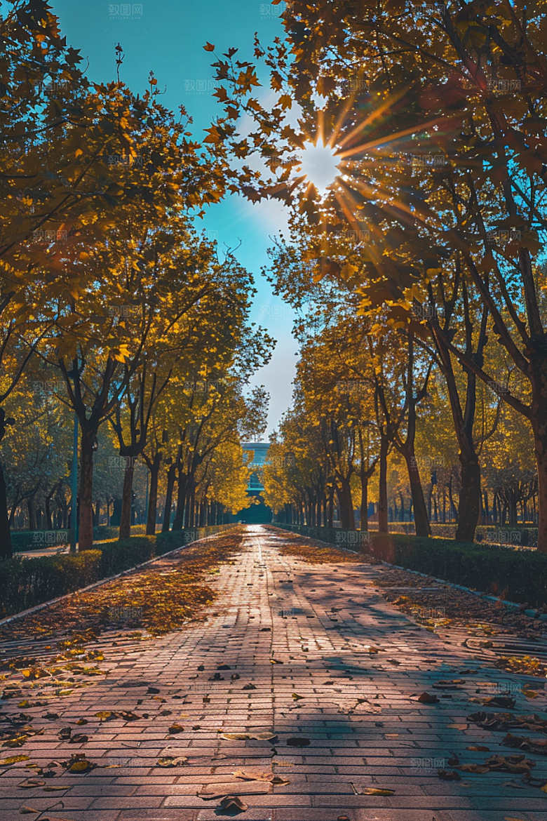 林荫小路植物旅行摄影图