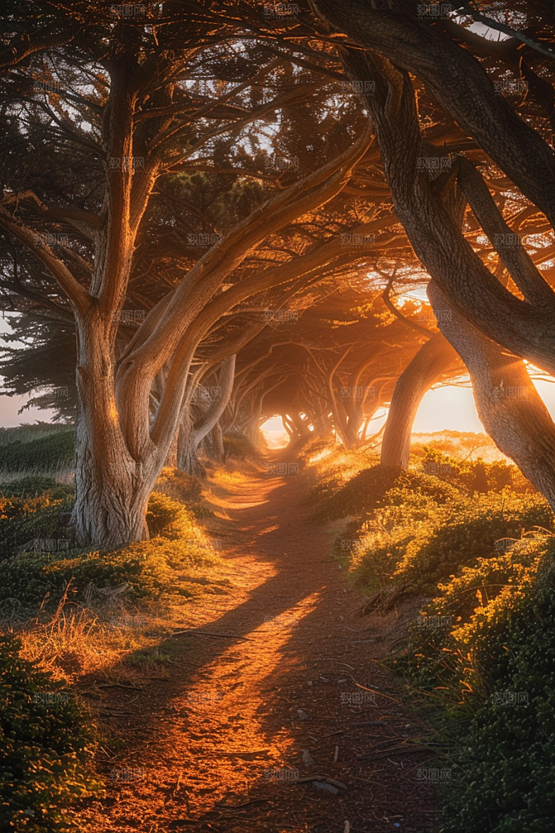 林荫小路自然旅游摄影图