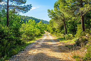 林荫小路山林旅行摄影图