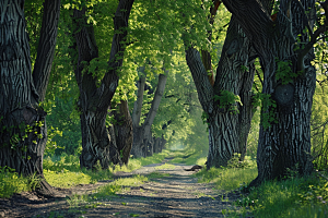 林荫小路树林旅行摄影图