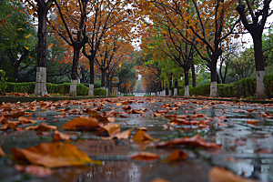 林荫小路旅游旅行摄影图