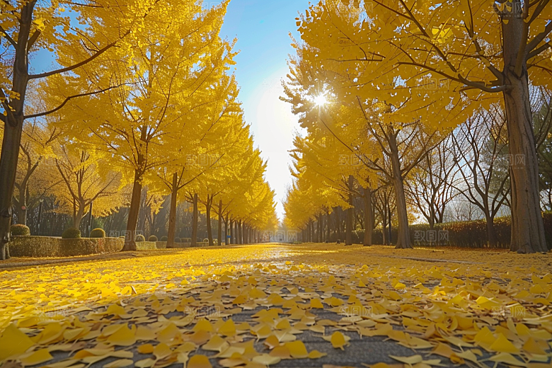 林荫小路旅行高清摄影图