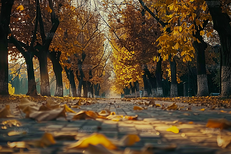 林荫小路自然林间摄影图