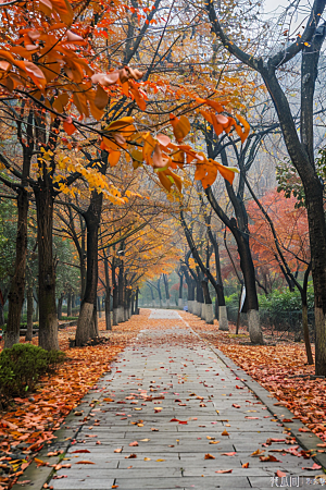 林荫小路旅游露营摄影图