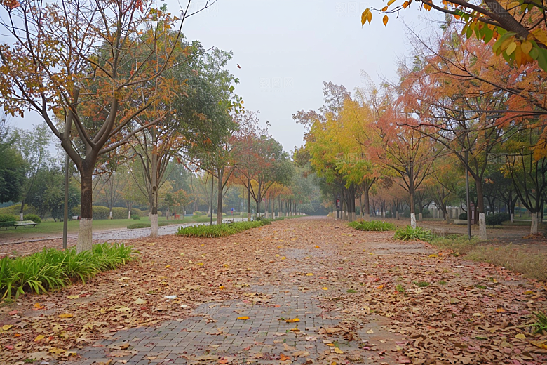 林荫小路绿色露营摄影图