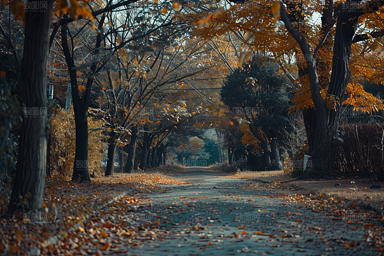林荫小路旅游野营摄影图