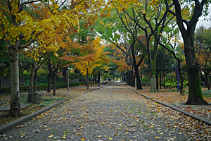 林荫小路旅游高清摄影图