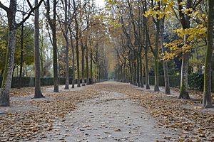 林荫小路旅游野营摄影图