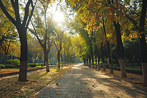 林荫小路自然绿色摄影图