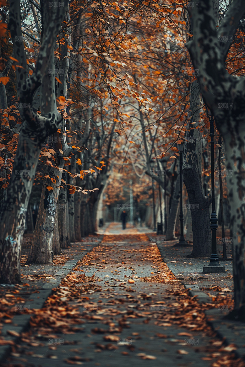 林荫小路山林旅游摄影图