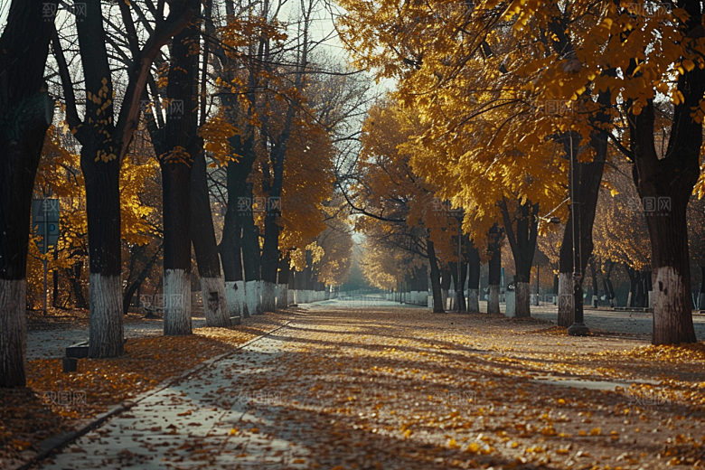 林荫小路自然高清摄影图