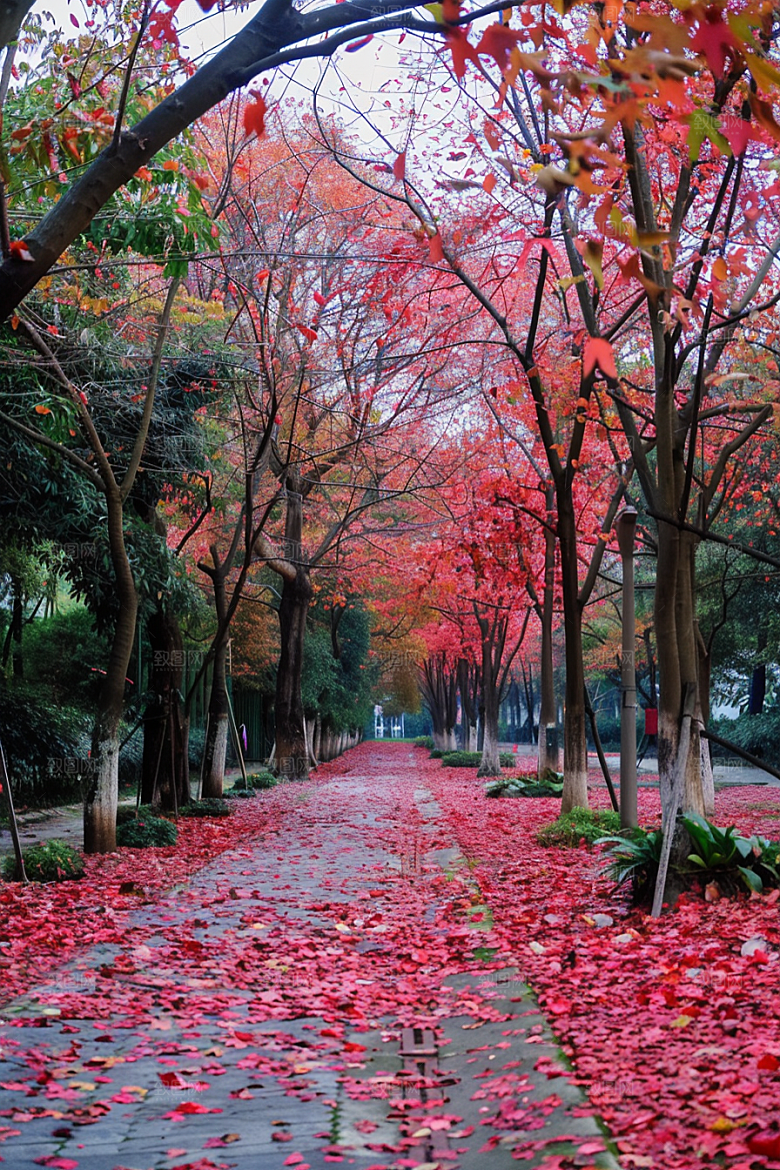 林荫小路高清旅行摄影图
