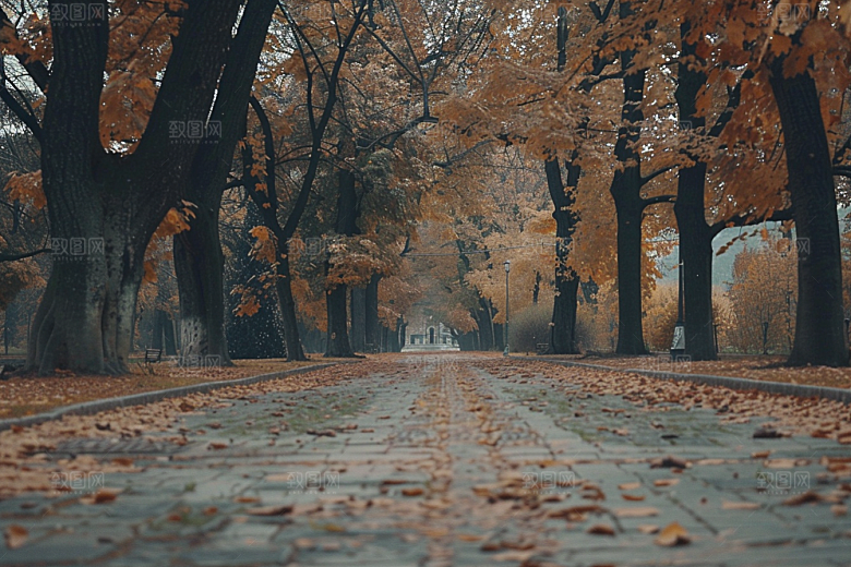 林荫小路旅游旅行摄影图
