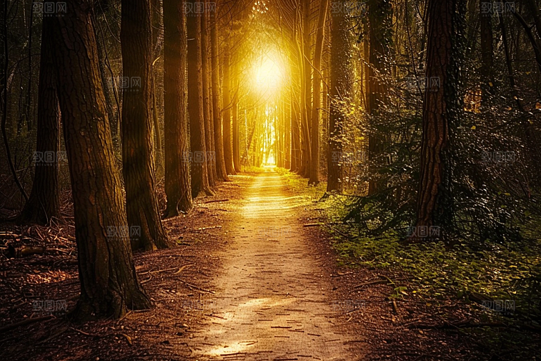 林荫小路林间旅行摄影图
