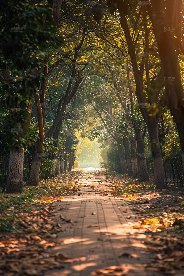林荫小路旅游植物摄影图