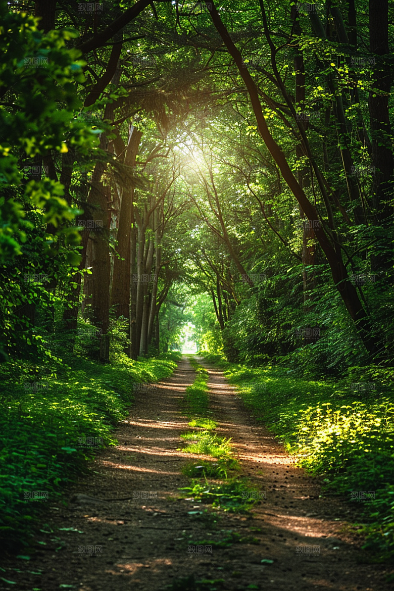 林荫小路山林旅游摄影图