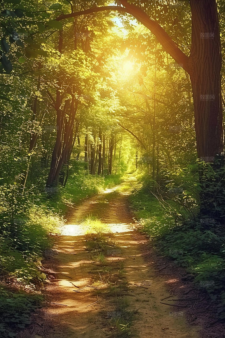 林荫小路树林林间摄影图
