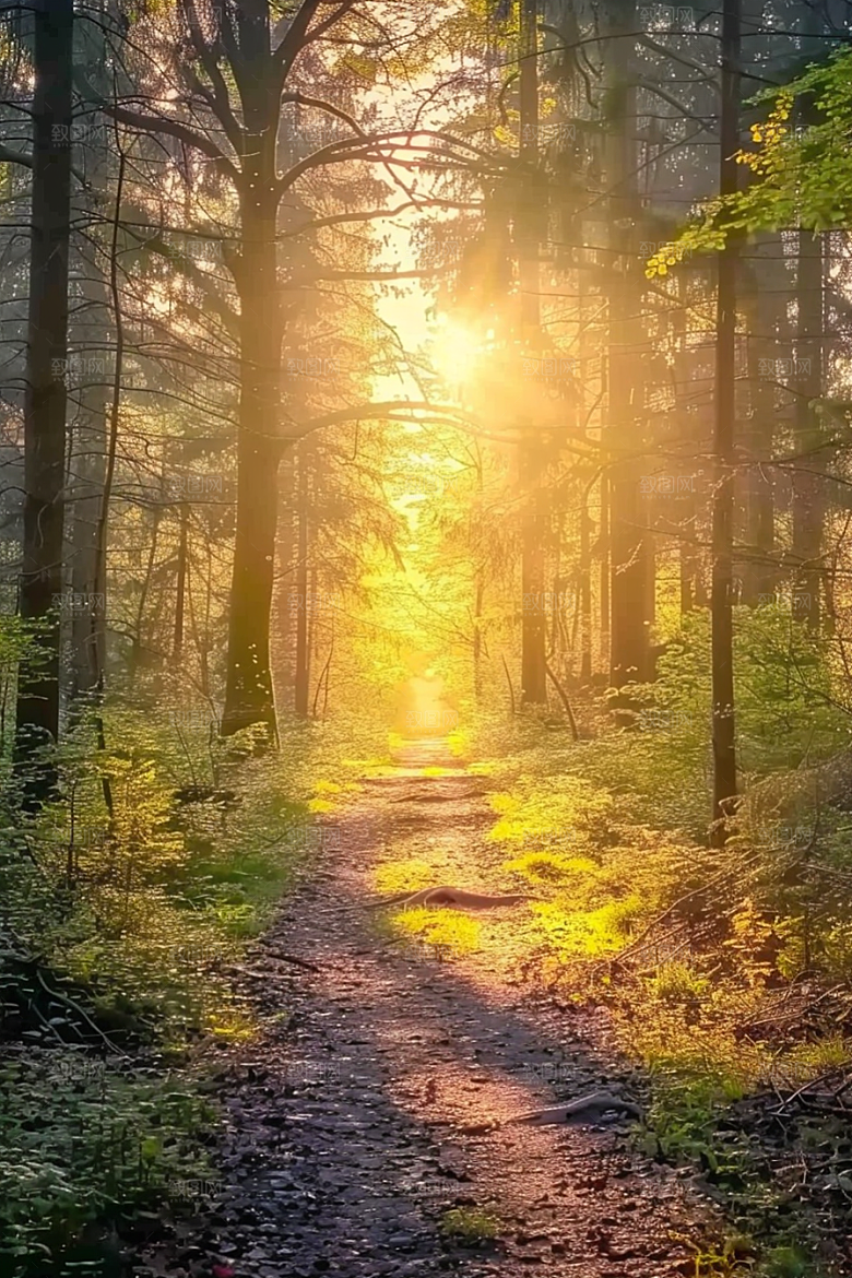 林荫小路自然户外摄影图