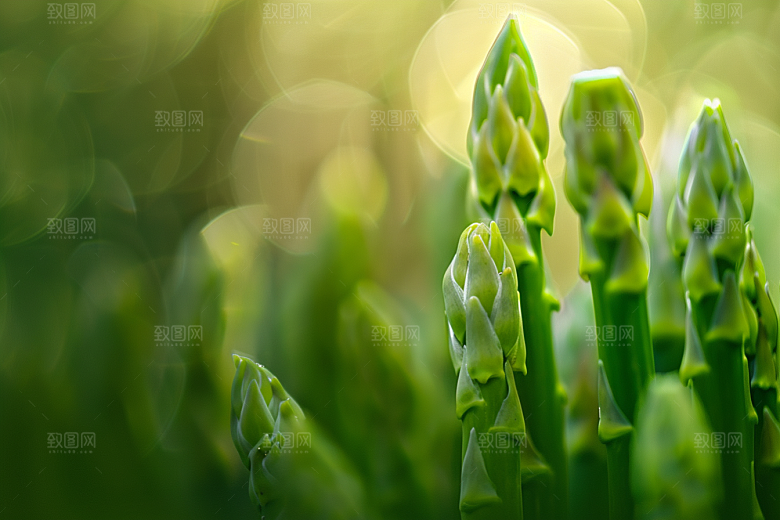 芦笋健身餐食材摄影图