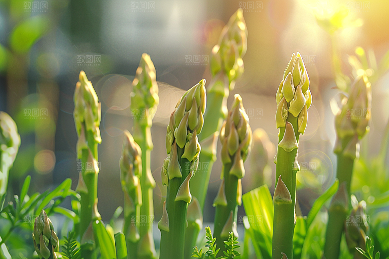 芦笋轻食食材摄影图